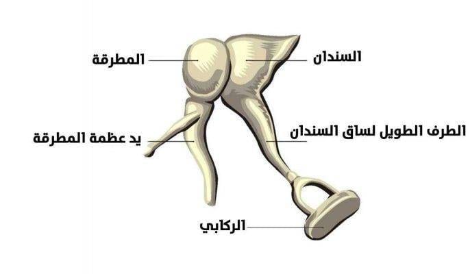 عظيمات الأذن الوسطى .. تعرف عليهم