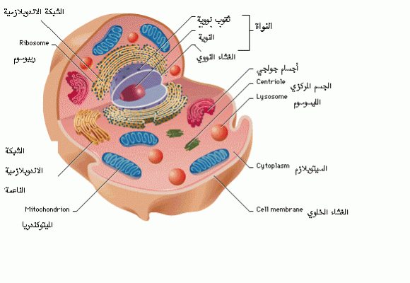 مكونات الخلية الحيوانية