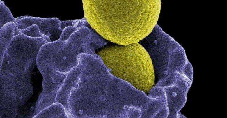 مكونات الجهاز المناعي