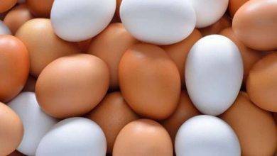 الفرق بين البيض الأبيض والبني