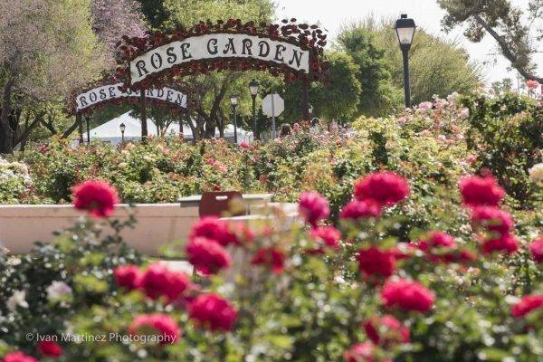 Rose Garden at Mesa Community College