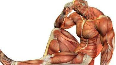 أنواع العضلات