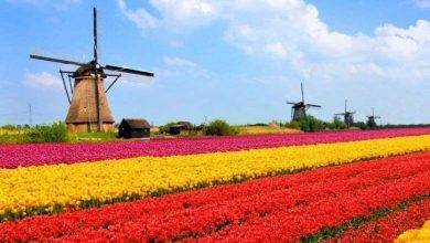 بماذا تشتهر هولندا صناعيا وتجاريا