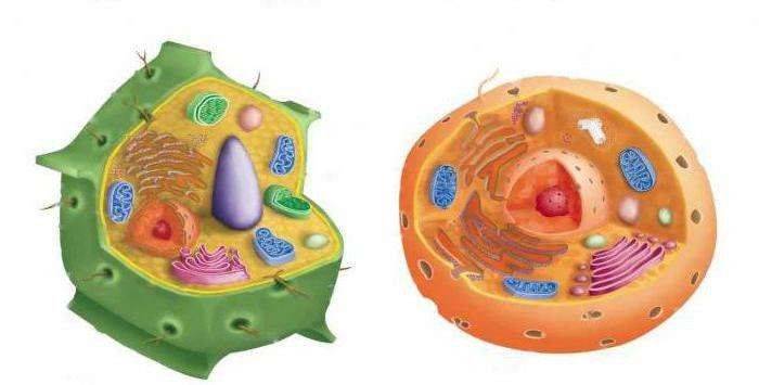 الفرق بين الخلية الحيوانية والنباتية .. أوجه التشابه والإختلاف بين 
