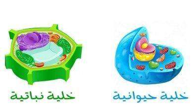 الفرق بين الخلية الحيوانية والنباتية