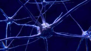 أنواع الخلايا العصبية