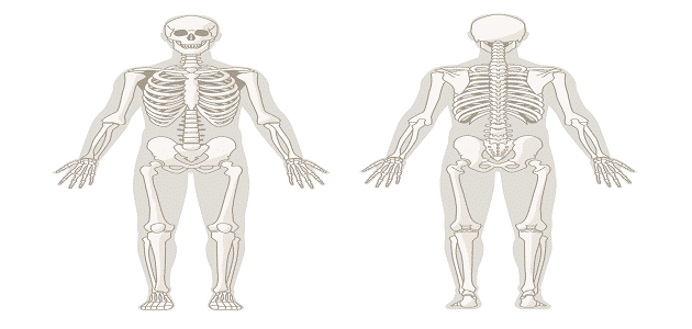 أقوى عظام جسم الإنسان