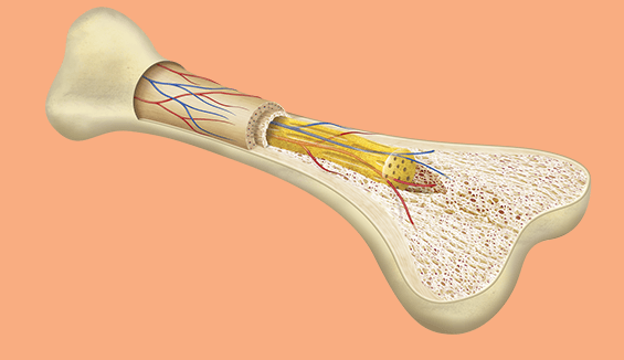 أين يوجد نخاع العظم ..