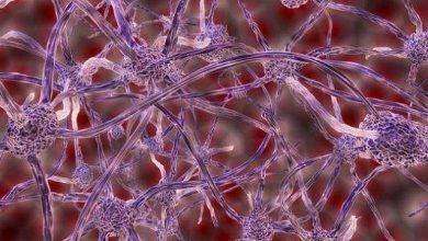 كم عدد الخلايا العصبية في مخ الإنسان
