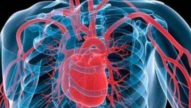 آلية عمل القلب