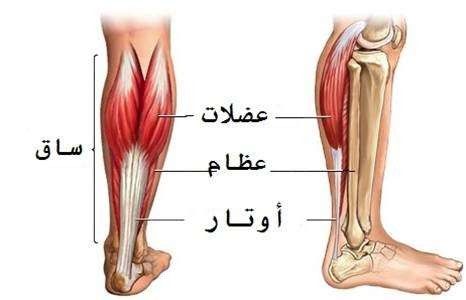 - العضلات الهيكلية أو عضلات الهيكل العظمى ..