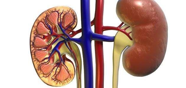 تحليل الألبومين في البول (Microalbuminuria)