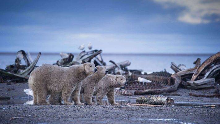 تكيف الحيوانات مع قسوة الشتاء في الاسكا