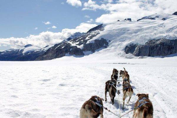 سباق الكلاب في الشتاء في الاسكا 