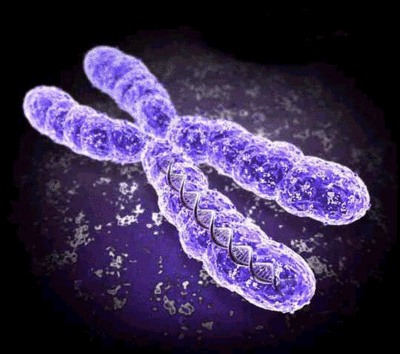 عدد كروموسومات الإنسان