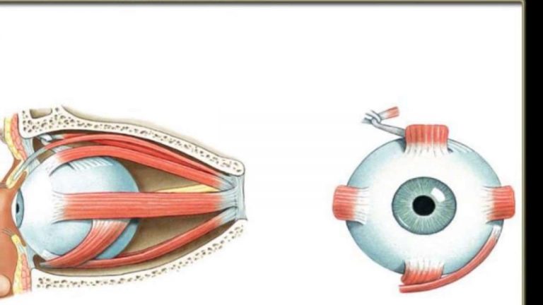 عضلات العين الخارجية