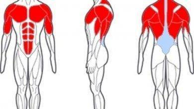 ما هي اكبر عضله في جسم الانسان