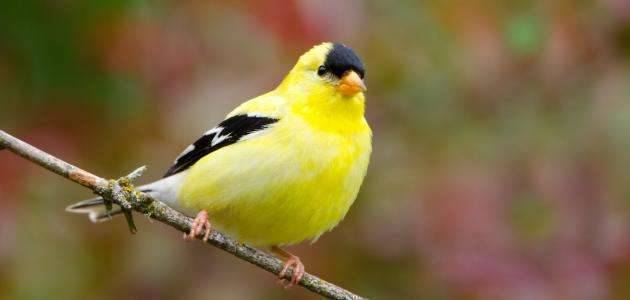 أعراض مرض الكبد