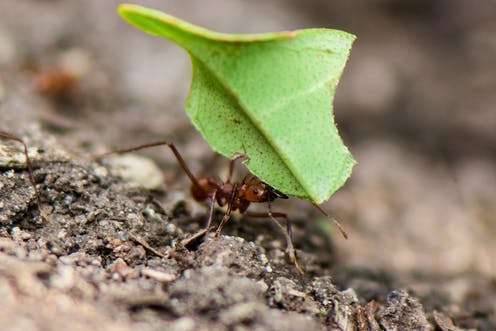 النّمل المختوم (الاستوائيّ) Leafcutter Ant