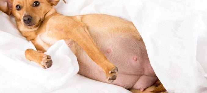 أعراض يوم الولادة عند الكلاب
