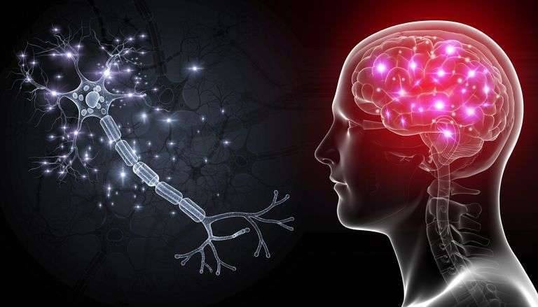 كيف يتم توليد الكهرباء في الخلايا العصبية
