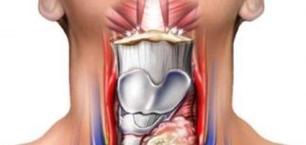 فوائد العكبر للغدة الدرقية