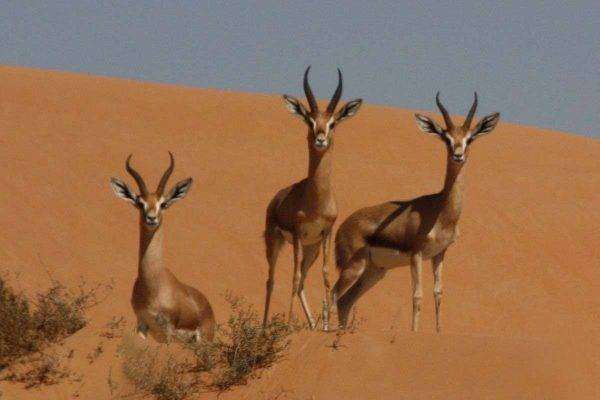 بماذا تشتهر العراق في الحيوانات 