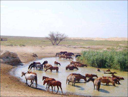 بماذا تشتهر كازاخستان في الحيوانات 