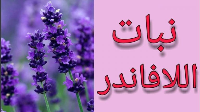  فوائد غسول عشبة الخزامى