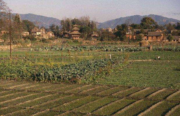بماذا تشتهر نيبال في الزراعة