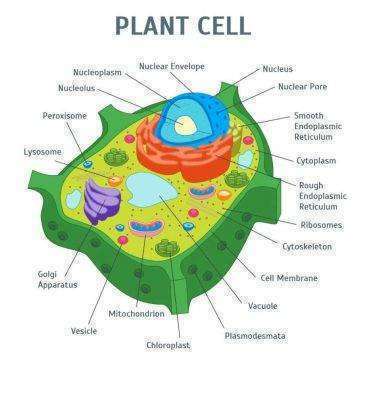 رابعًا مكونات الخلية النباتية