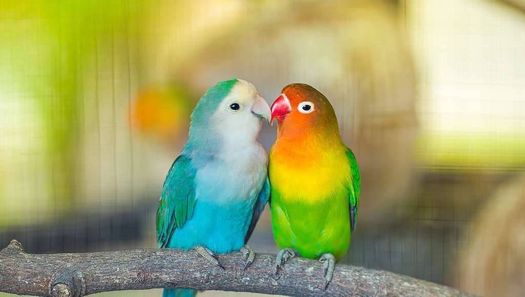 كيف تعرف طيور الحب الذكر من الانثى