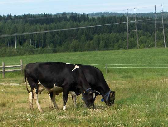 بماذا تشتهر فنلندا في الزراعة