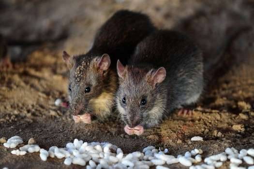 معلومات عن سم الفئران