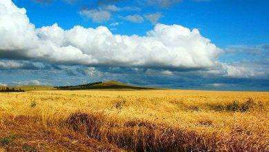 بماذا تشتهر كازاخستان في الزراعة
