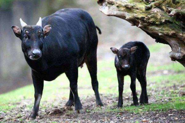 Anoa “The Smallest Buffalo”