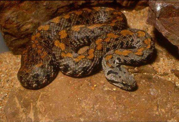 Armenian Mountain Viper - بماذا تشتهر أرمينيا في الحيوانات