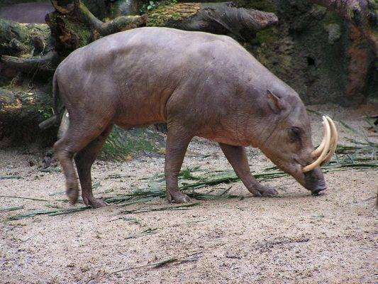 بماذا تشتهر إندونيسيا في الحيوانات - Babirusa