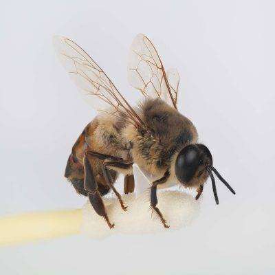 جسم النحل