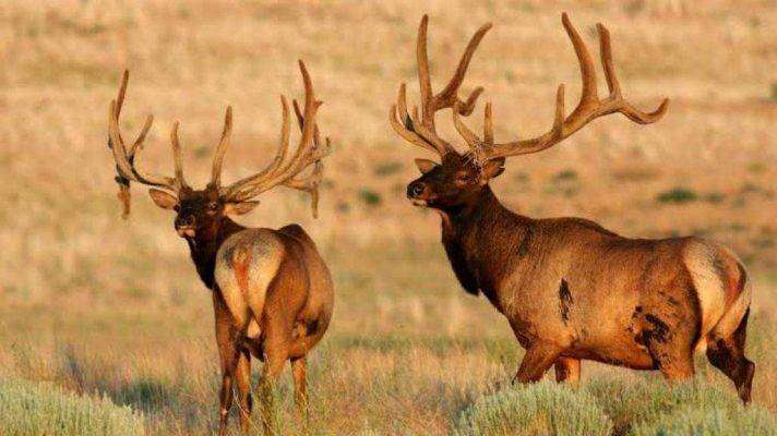 Elk, red deer, or wapiti