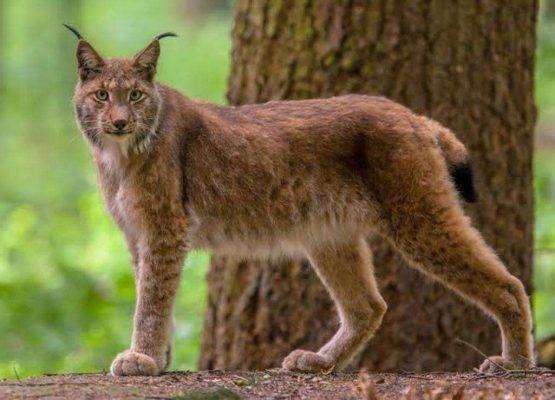 Eurasian lynx - بماذا تشتهر النمسا في الحيوانات