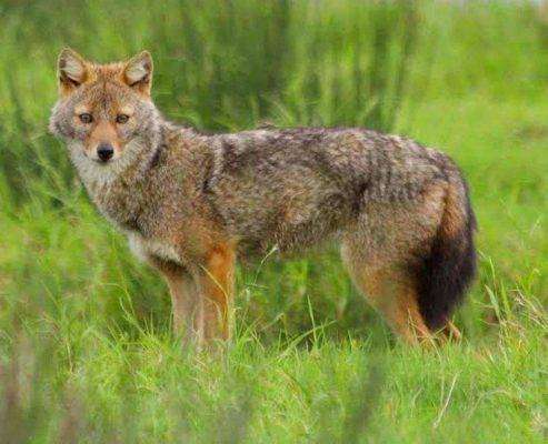 Golden jackal - بماذا تشتهر النمسا في الحيوانات