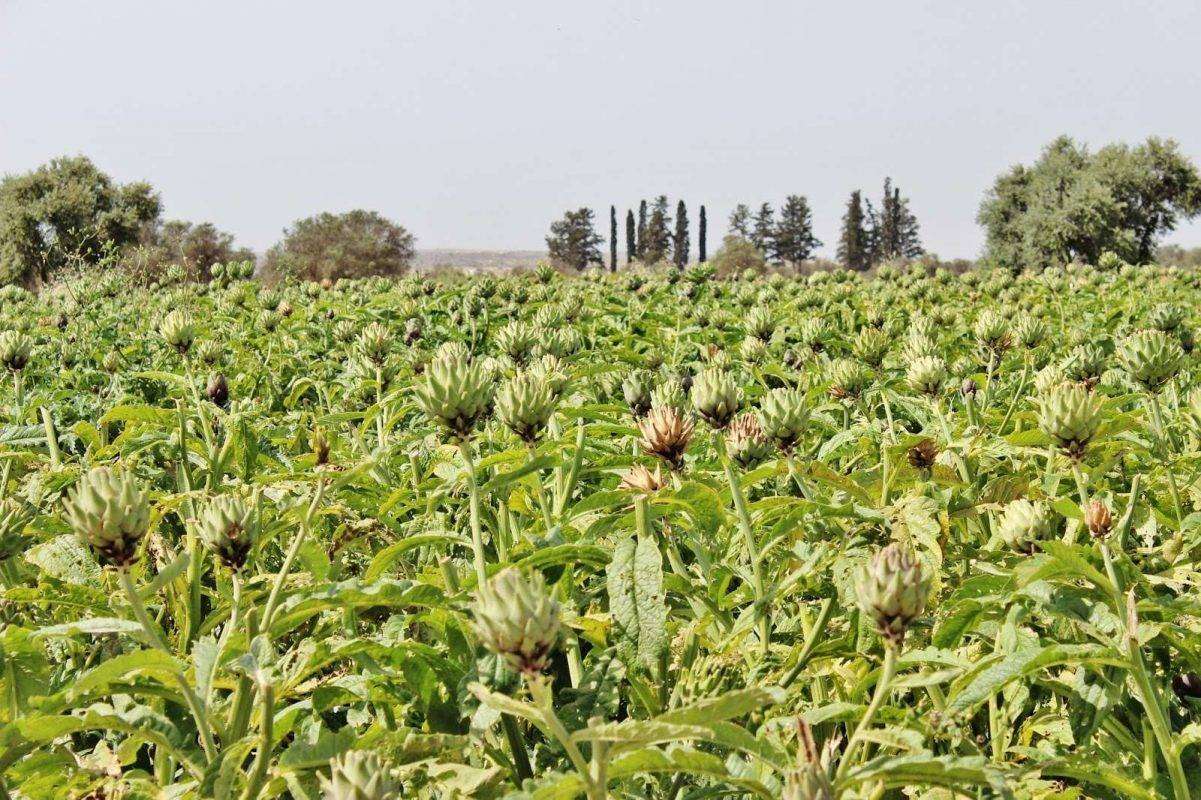 بماذا تشتهر قبرص في الزراعة