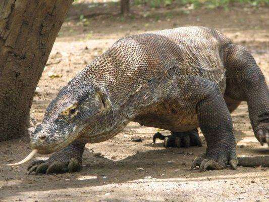 Komodo Dragon or “The King of Lizard”