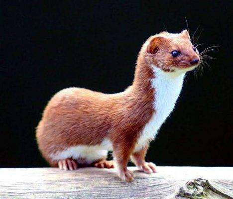 Least weasel - بماذا تشتهر روسيا البيضاء في الحيوانات