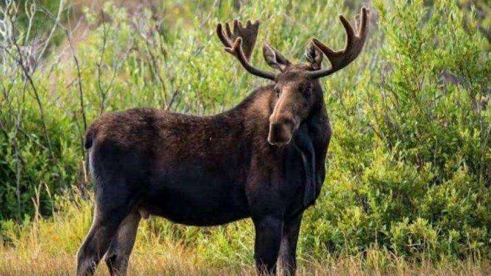 Moose - بماذا تشتهر النمسا في الحيوانات