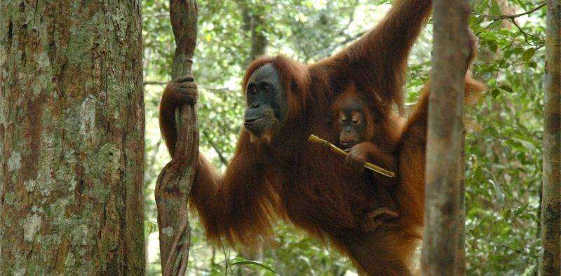 بماذا تشتهر إندونيسيا في الحيوانات - Orangutan