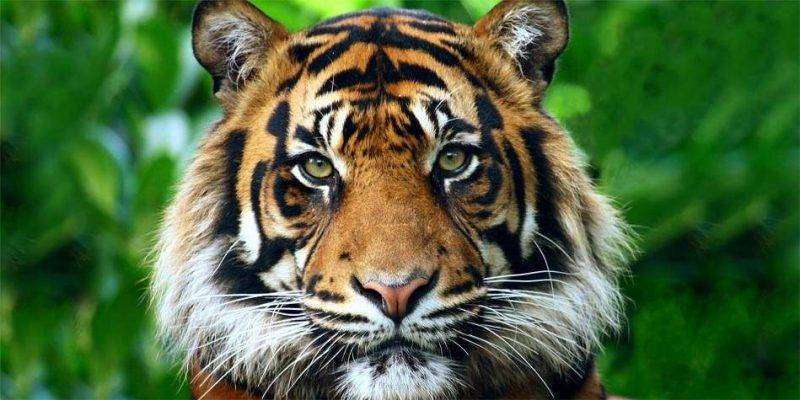 Sumateran Tiger, The King of Tigers