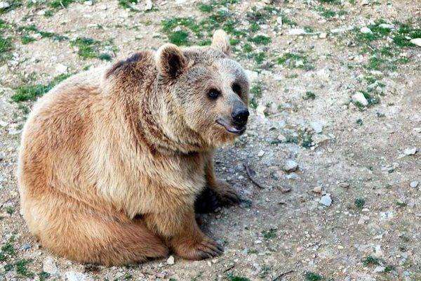 Syrian Brown Bear