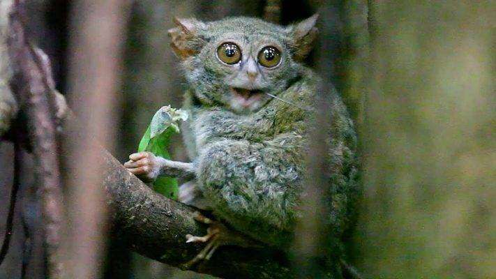 Tarsius Tarsier